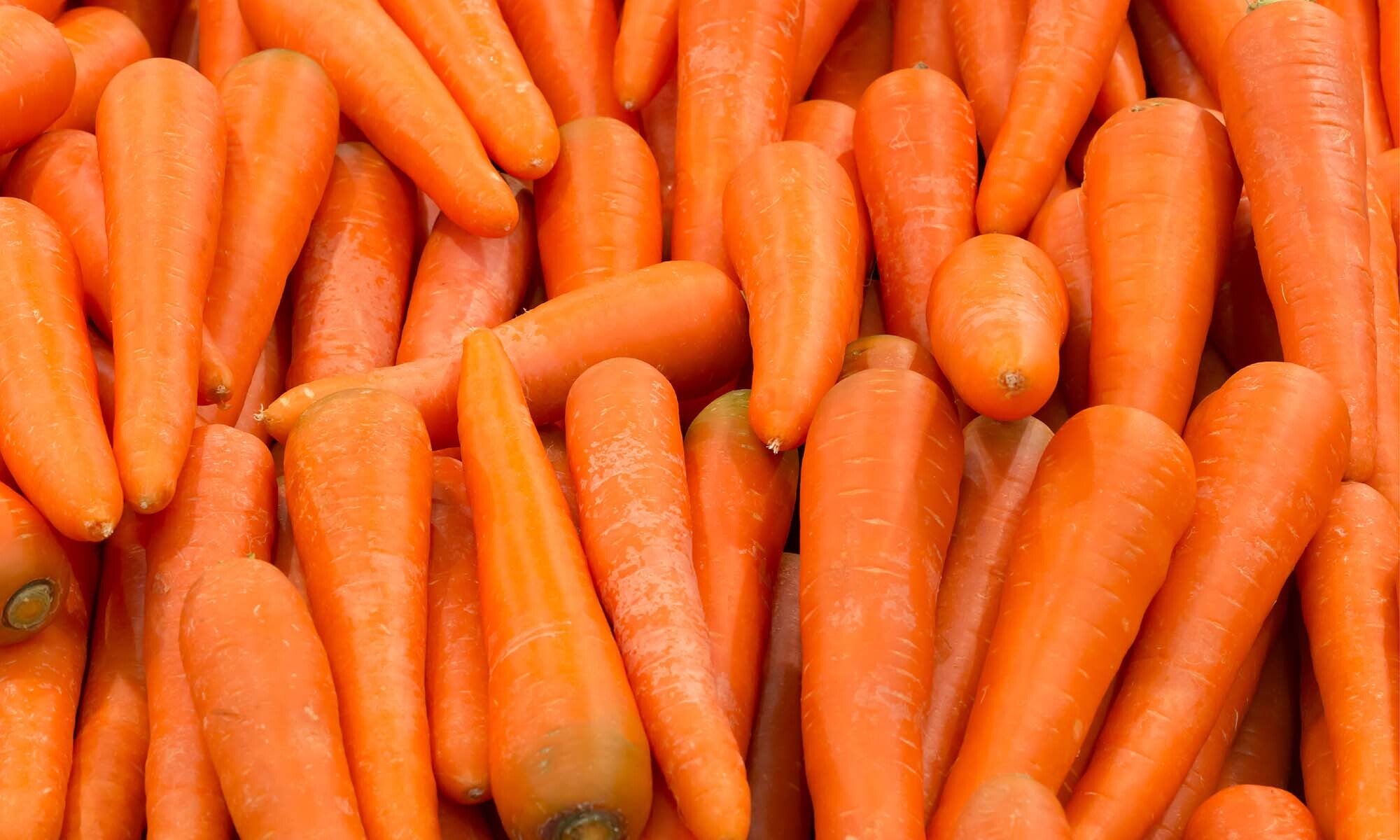 Viele, frische, orangene Karotten auf und nebeneinander