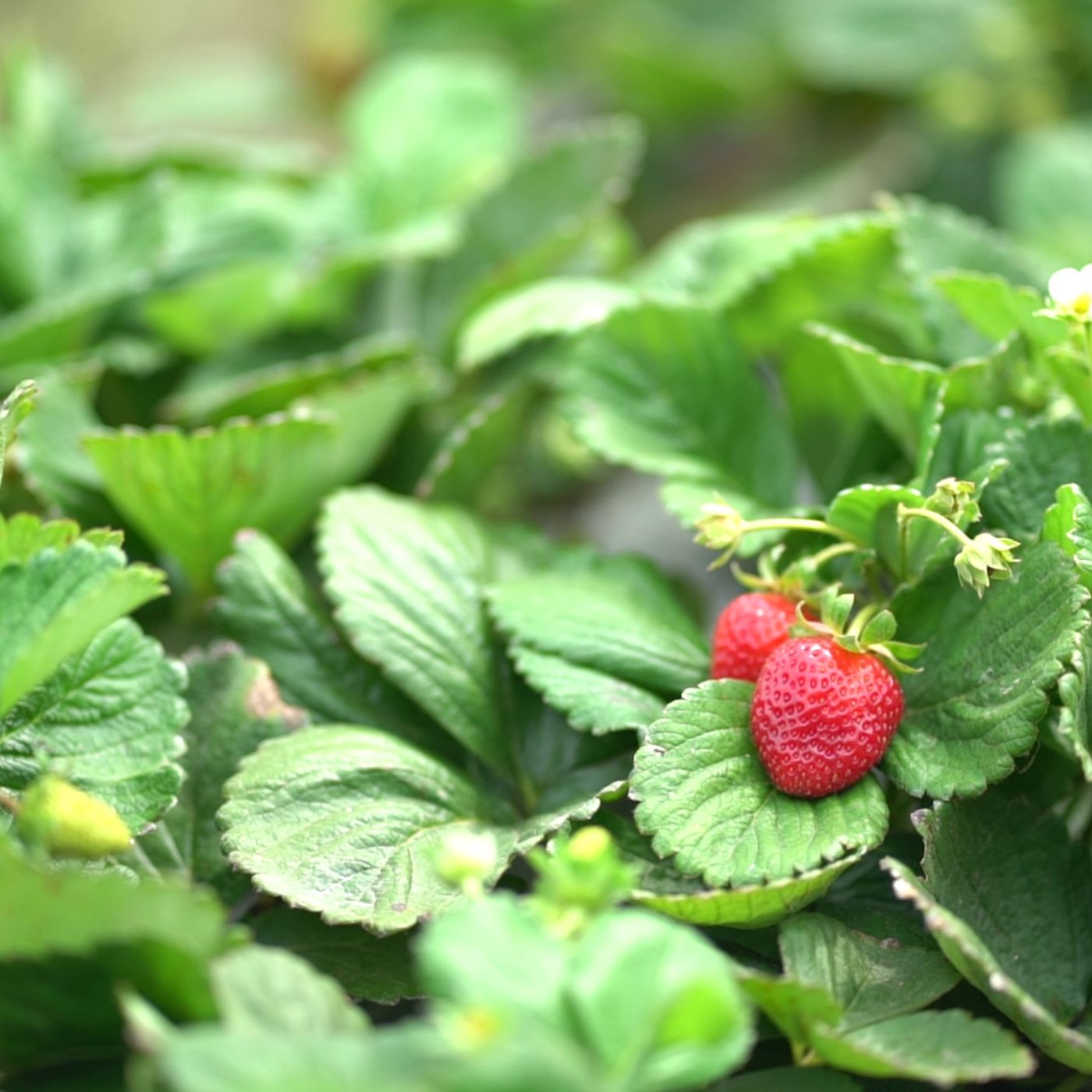Nahaufnahme einer Erdbeerpflanze, viele gruene Blaetter, dazwischen eine frische saftige und rote Erdbeere, die fuer buah geerntet wird