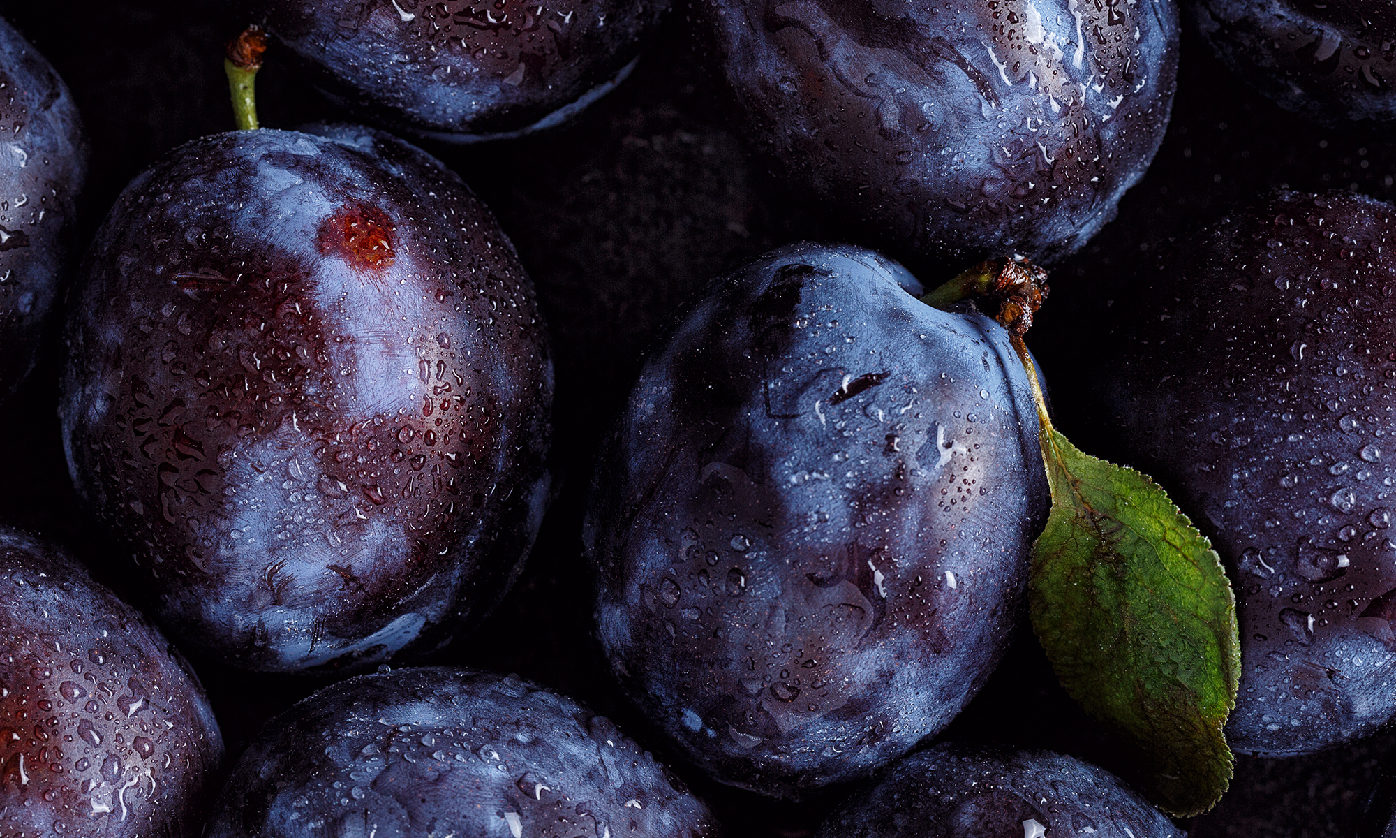 Viele frische, lila und blaue Pflaumen auf denen Wasser abperlt liegen auf und nebeneinander, dazwischen gruene Blaetter